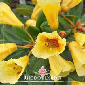 Products: Rhododendron Pepperpot - RhodoDirect: Rhododendrons Online
