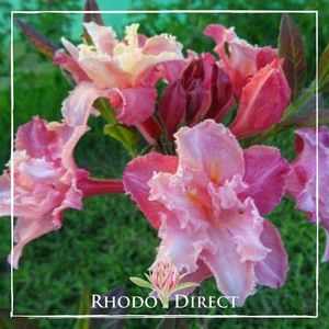 Products: Azalea Caroline de Rothschild - RhodoDirect: Rhododendrons Online