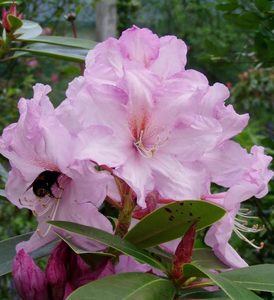 Products: Rhododendron Admiral Piet Hien