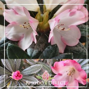 Rhododendron Apple Brandy