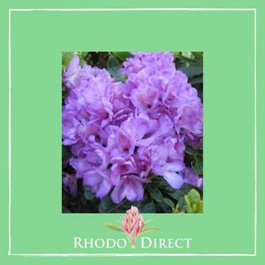 Products: Rhododendron Daphnoides