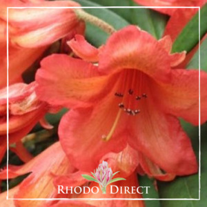 Medusa - RhodoDirect: Rhododendrons Online