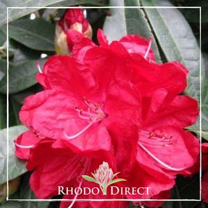 Products: Rhododendron Bibiani