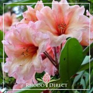 Rhododendron Autumn Gold