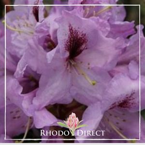 Products: Rhododendron Arthur Bedford