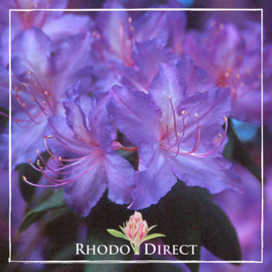 Rhododendron Augustinii Medlicott - RhodoDirect: Rhododendrons Online