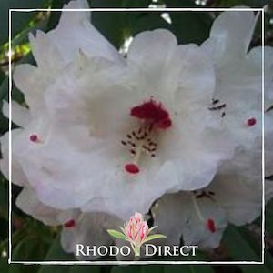 Rhododendron Avalanche