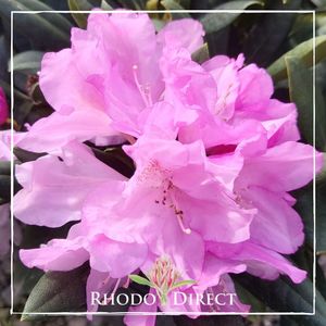 Products: Rhododendron Centennial Day