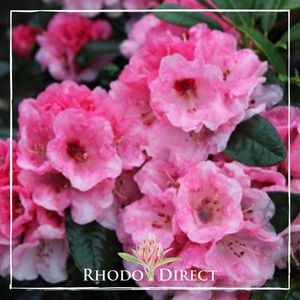 Products: Rhododendron Chemainus