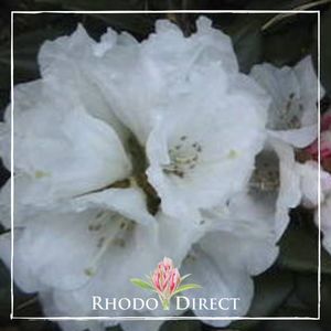 Products: Rhododendron Cinnamon Bear