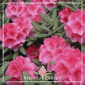 Rhododendron City of Dunedin