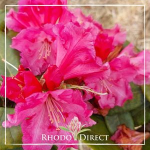 Rhododendron College Pink