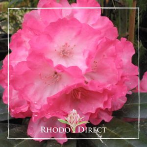 Rhododendron Fantastica - RhodoDirect: Rhododendrons Online