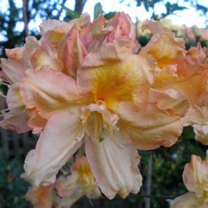 Azalea Barbecue - RhodoDirect: Rhododendrons Online