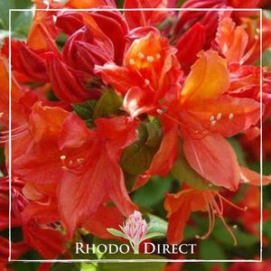 Azalea Brilliance - RhodoDirect: Rhododendrons Online