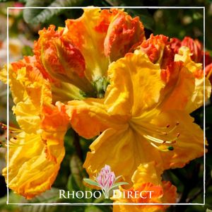Azalea Cross Hills Frills - RhodoDirect: Rhododendrons Online