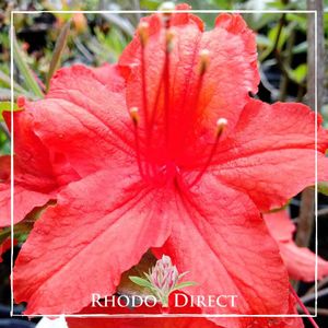 Azalea Dorothy Corston - RhodoDirect: Rhododendrons Online