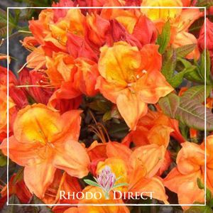 Products: Azalea Glowing Embers - RhodoDirect: Rhododendrons Online