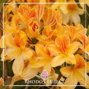 Azalea Golden Lights - RhodoDirect: Rhododendrons Online