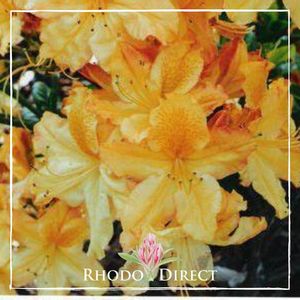 Azalea Midas - RhodoDirect: Rhododendrons Online