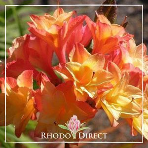 Azalea Nicholas de Rothschild - RhodoDirect: Rhododendrons Online