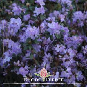 Products: Rhododendron Bobs Blue