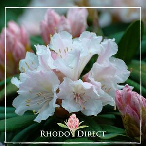 Products: Rhododendron Ed Hillary - RhodoDirect: Rhododendrons Online