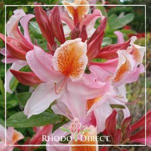 Azalea occidentale Delicatisssima - RhodoDirect: Rhododendrons Online