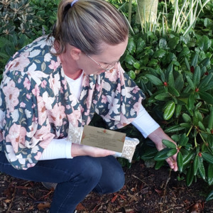 Products: A Rhododendron Fertiliser 500 grams - RhodoDirect: Rhododendrons Online