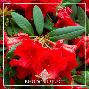 Products: Rhododendron Thor - RhodoDirect: Rhododendrons Online