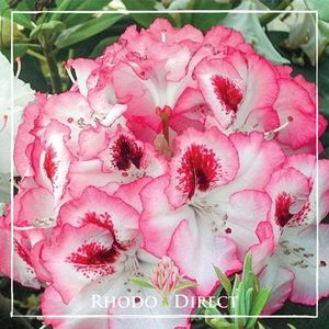 Products: Rhododendron Cherry Cheesecake