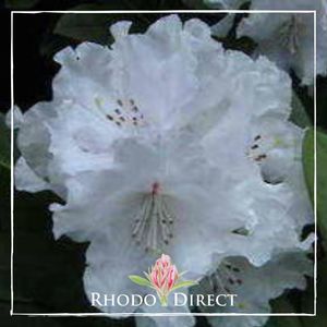 Products: Rhododendron Yak Helene Schiffner - RhodoDirect: Rhododendrons Online