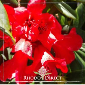 Products: Rhododendron Fireman Jeff - RhodoDirect: Rhododendrons Online