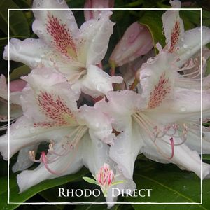 Rhododendron Kings Buff - RhodoDirect: Rhododendrons Online