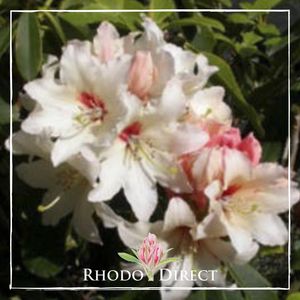 Rhododendron Starbright Sateurnes - RhodoDirect: Rhododendrons Online