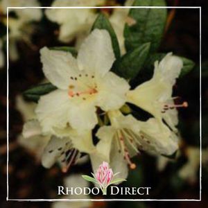 Rhododendron Cream Crest