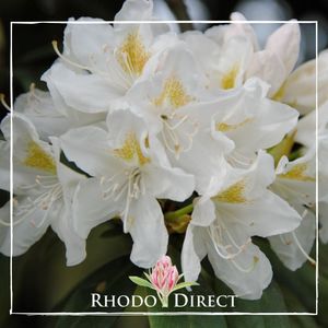 Rhododendron Cunninghams White