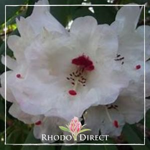 Rhododendron Avalanche
