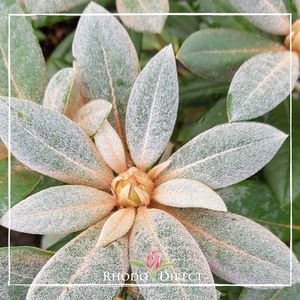 Products: Rhododendron Gretsel - RhodoDirect: Rhododendrons Online