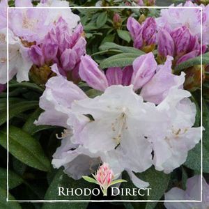 Rhododendron Sleepy - RhodoDirect: Rhododendrons Online
