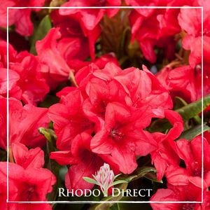 Rhododendron Dopey