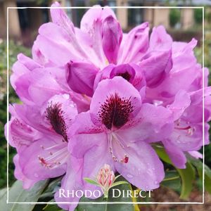 Rhododendron Bud Flanagan