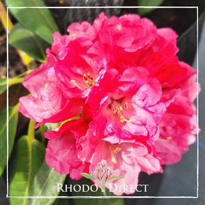 Products: Rhododendron Helen Deehr - RhodoDirect: Rhododendrons Online