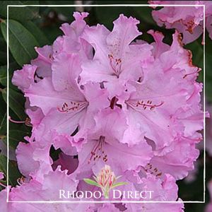 Products: Rhododendron Edith Boulter