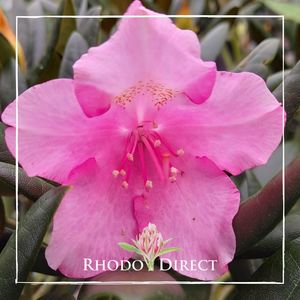 Products: Rhododendron Kalinka - RhodoDirect: Rhododendrons Online