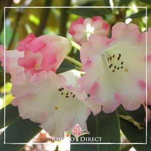 Rhododendron Irene Bain - RhodoDirect: Rhododendrons Online