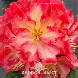 Rhododendron Naselle - RhodoDirect: Rhododendrons Online
