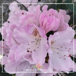 Rhododendron Mrs Charles Pearson - RhodoDirect: Rhododendrons Online