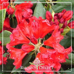 Products: Rhododendron Witchery - RhodoDirect: Rhododendrons Online