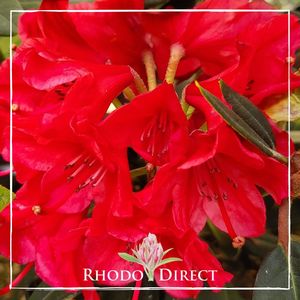 Rhododendron Vulcan's Flame - RhodoDirect: Rhododendrons Online